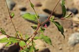 Persicaria viscosa. Средняя часть веточки. Приморский край, Октябрьский р-н, окр. с. Чернятино, дол. р. Раздольная на левом берегу, пойма, на галечниково-песчаных отложениях. 08.09.2025.