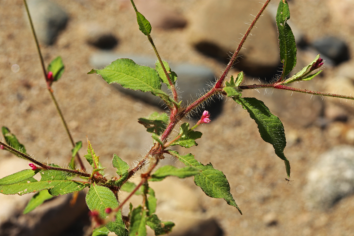 Image of Persicaria viscosa specimen.