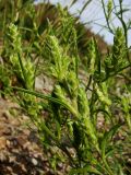 Corispermum elongatum