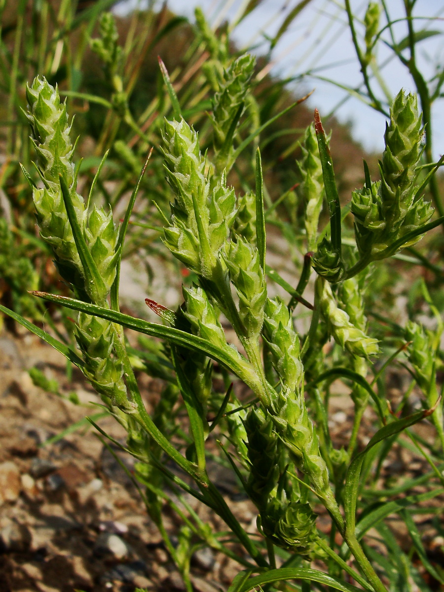 Image of Corispermum elongatum specimen.