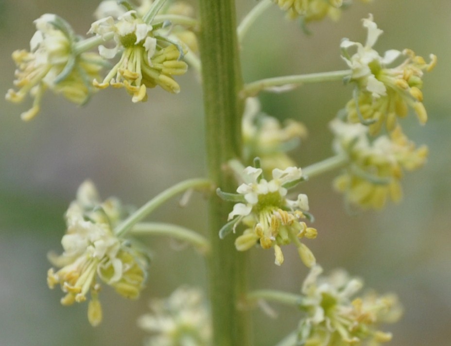 Image of Reseda lutea specimen.