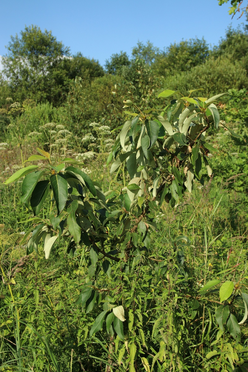 Image of genus Populus specimen.