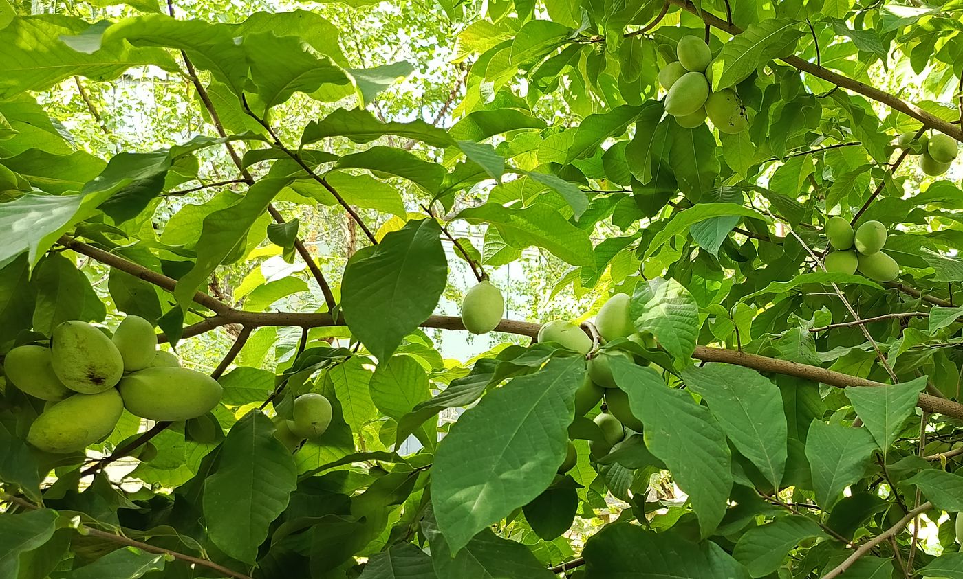 Изображение особи Asimina triloba.