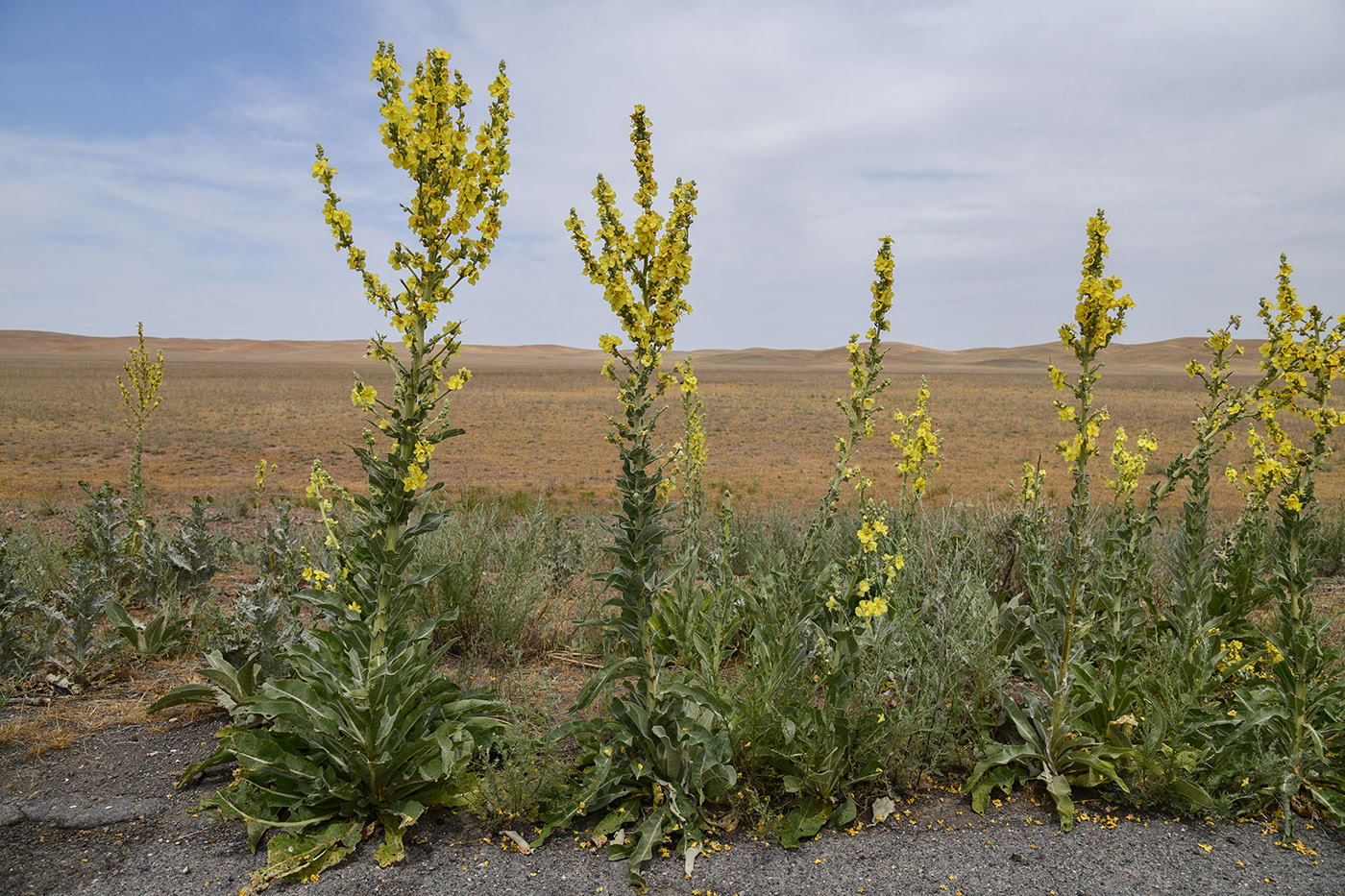Изображение особи Verbascum songaricum.