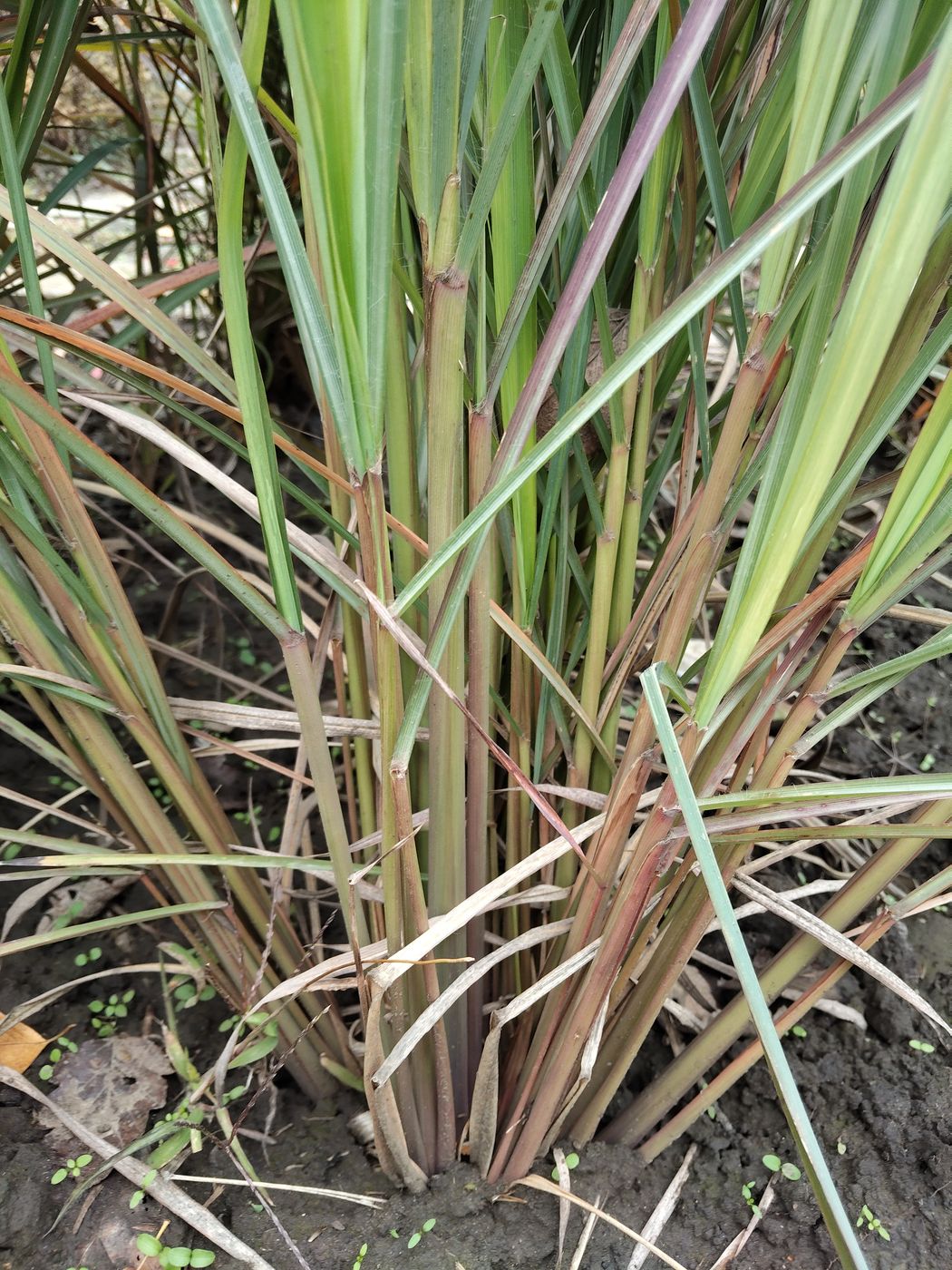 Изображение особи Cymbopogon citratus.