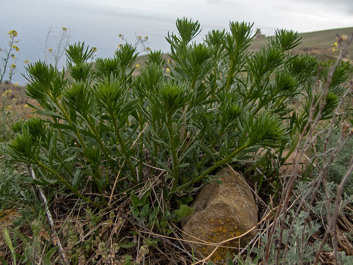 Image of Peganum harmala specimen.