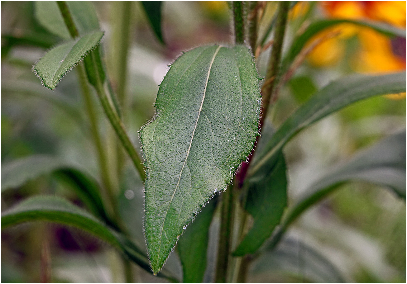 Изображение особи Rudbeckia hirta.