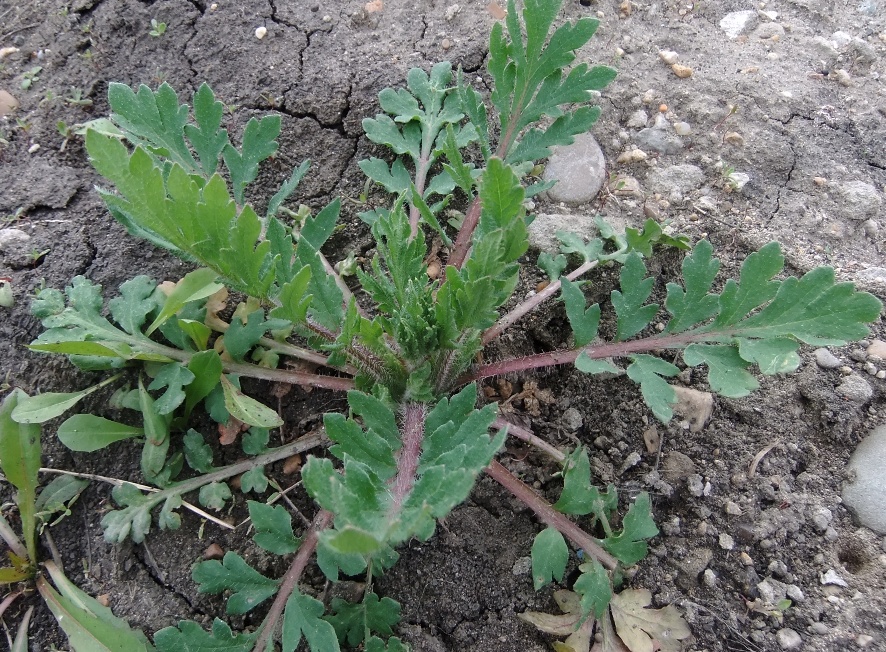 Image of genus Papaver specimen.