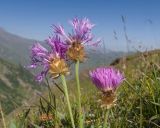 Psephellus caucasicus. Верхушки побегов с соцветиями. Кабардино-Балкария, Черекский р-н, окр. с. Бабугент, северо-восточный склон горы Чегетджара, ≈ 2800 м н.у.м., альпийский луг. 28.07.2025.