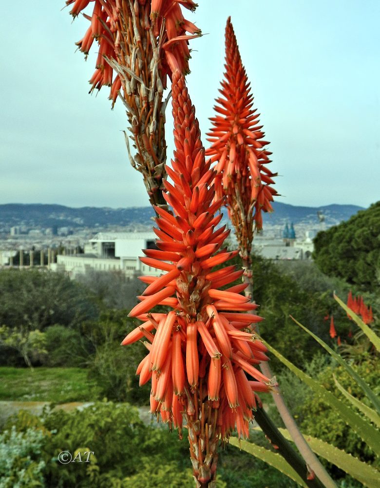 Image of Aloe pluridens specimen.