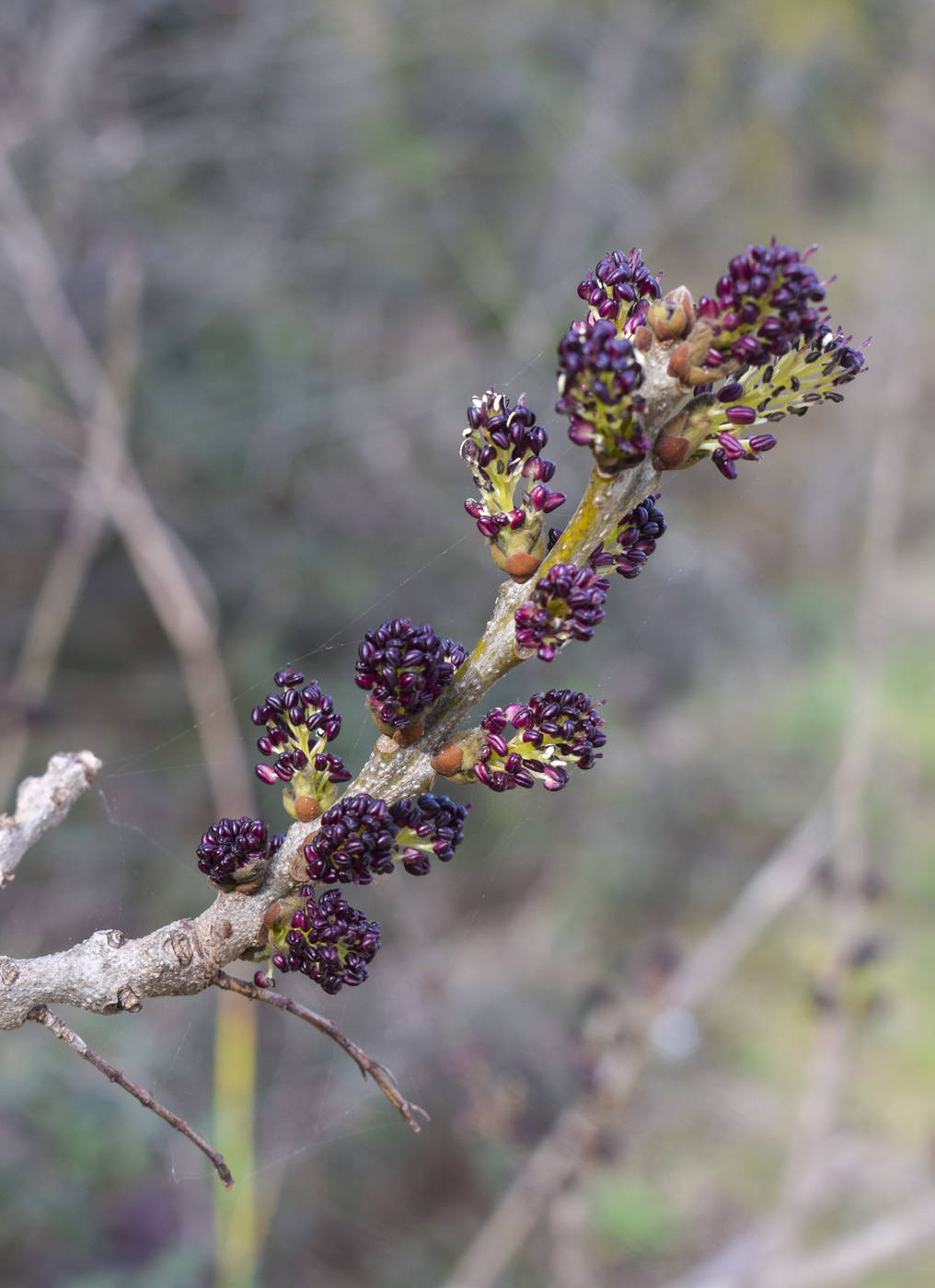 Изображение особи Fraxinus angustifolia ssp. oxycarpa.
