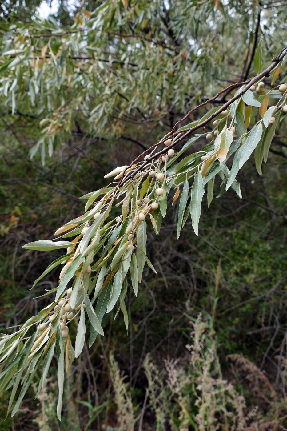 Image of Elaeagnus angustifolia specimen.