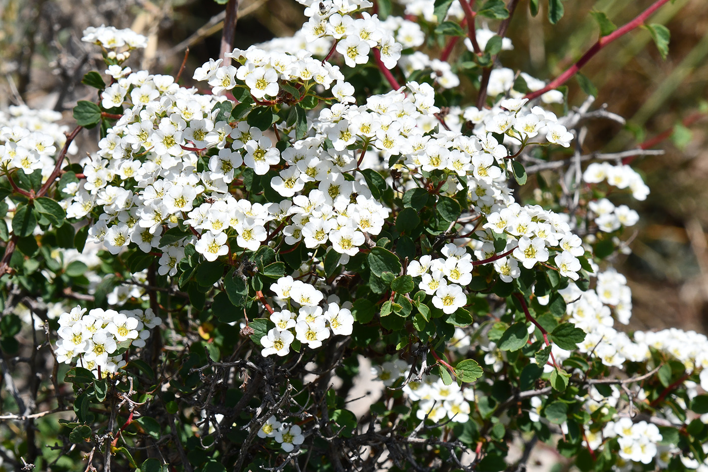 Изображение особи Spiraea pilosa.