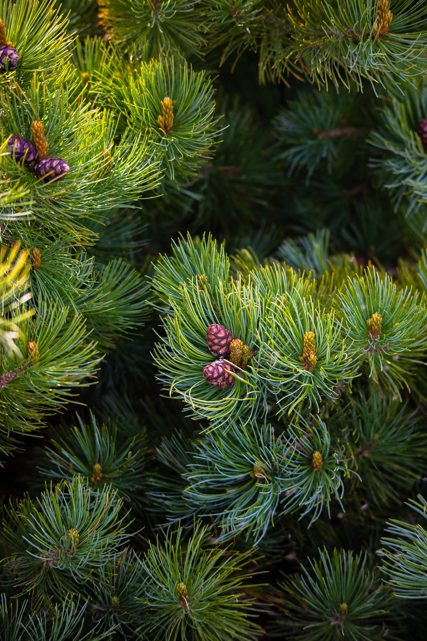 Изображение особи Pinus pumila.