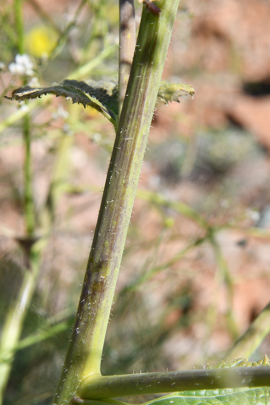 Image of Crambe kotschyana specimen.
