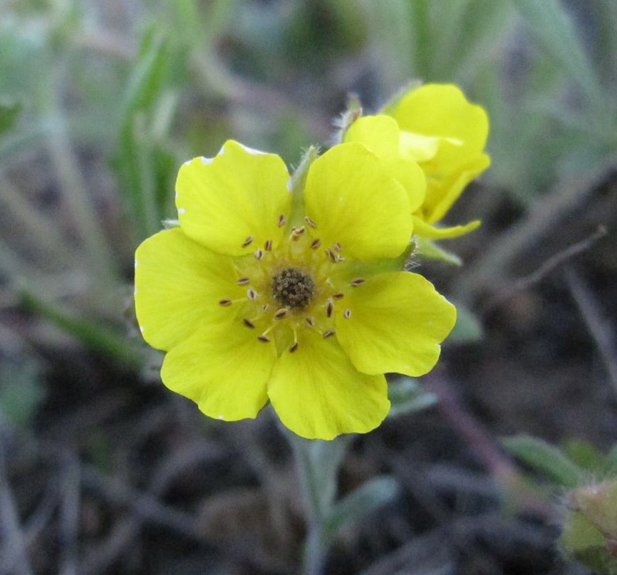 Изображение особи Potentilla humifusa.