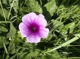 genus Ipomoea. Цветок. ЮАР, пров. Гаутенг, пригород Киблер Парк (Kibler Park), природный запов. \"Клиприверсберг\" (Klipriviersberg Nature Reserve), саванна, экотропа. 20.01.2025.