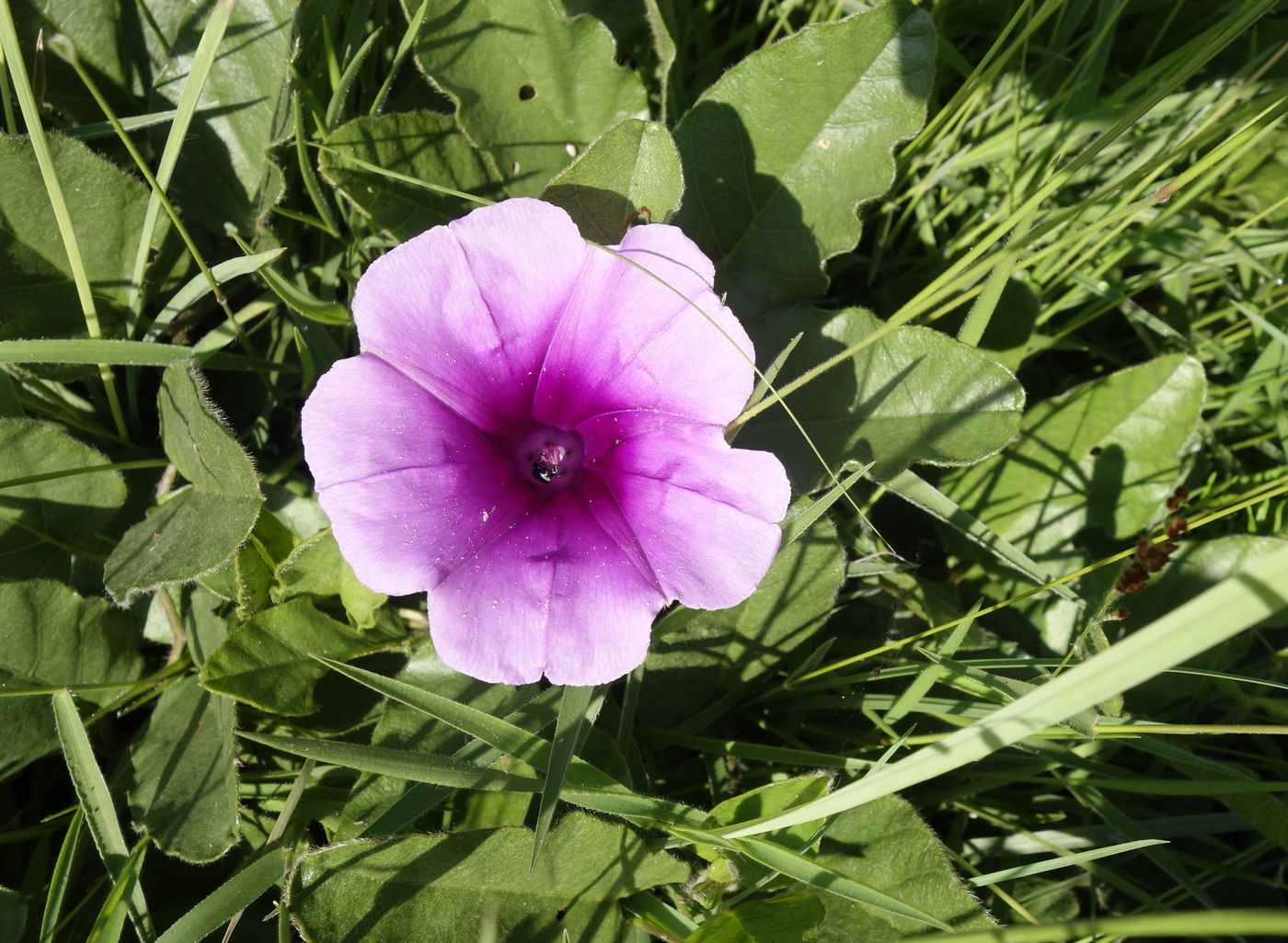 Image of genus Ipomoea specimen.