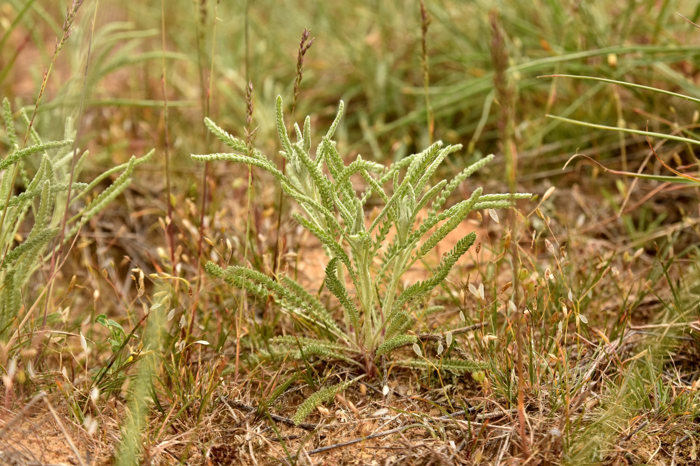 Image of Achillea micrantha specimen.
