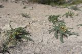 Astragalus utriger. Цветущие растения. Крым, Севастополь, ур. Ласпи, песчано-глинистый склон. 07.05.2026.