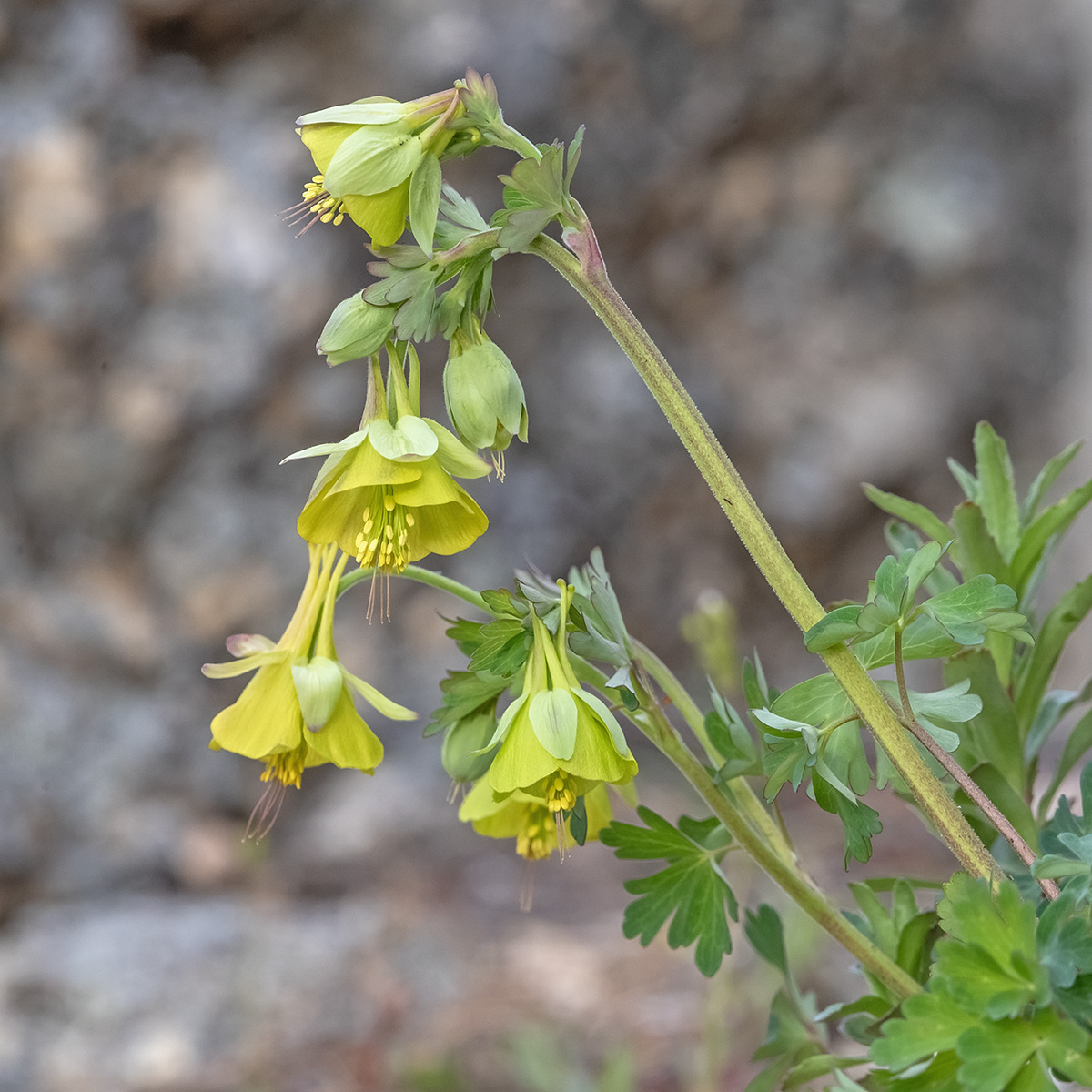 Изображение особи Aquilegia viridiflora.