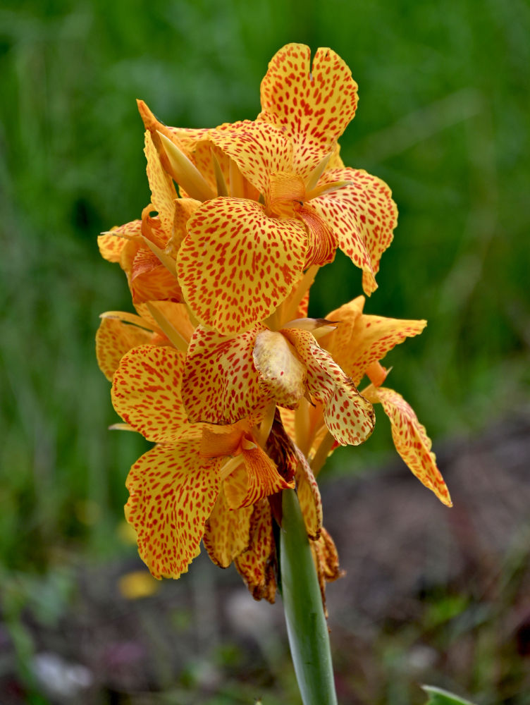 Image of Canna × generalis specimen.