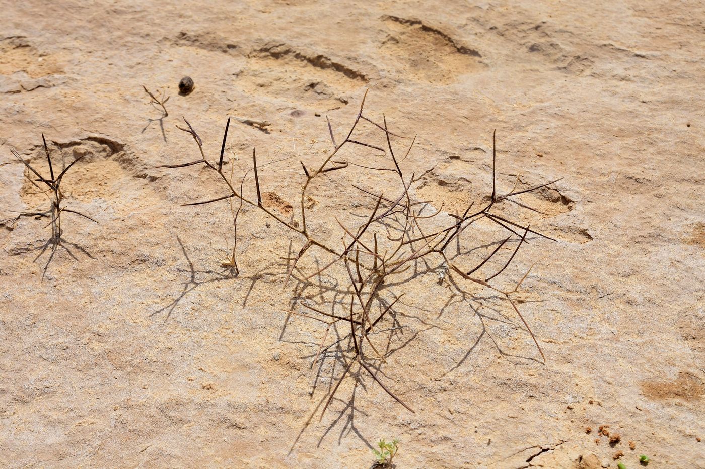 Image of Strigosella stenopetala specimen.