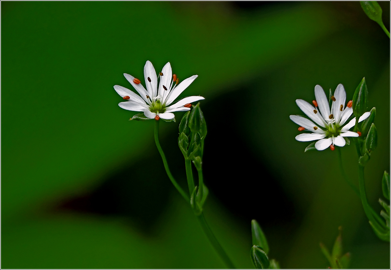 Image of Stellaria graminea specimen.