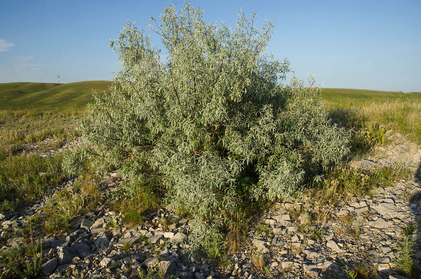 Изображение особи Elaeagnus angustifolia.