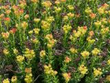Rhodiola gelida. Побеги с соплодиями. Таджикистан, Горно-Бадахшанская автономная обл., Рушанский р-н, хр. Музкол, Сарезское оз., место фильтрации на Усойском завале, крупногалечниковый берег. 22 июня 2026 г.
