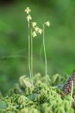 Image of taxon representative. Author is Вера Волкотруб