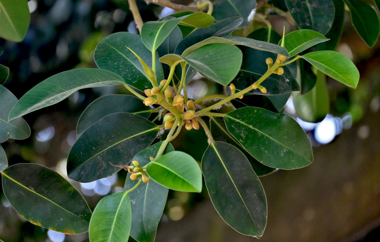 Image of Ficus macrophylla specimen.