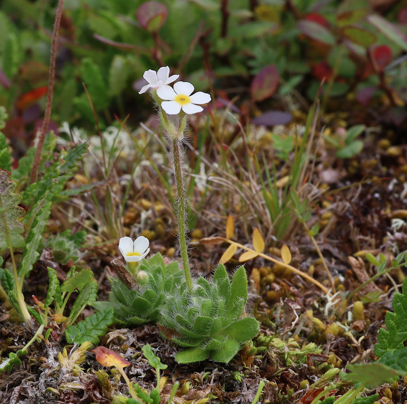 Image of Androsace arctisibirica specimen.