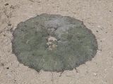 Acantholimon diapensioides. Цветущее растение. Таджикистан, Горно-Бадахшанская автономная обл., Мургабский р-н, окр. пер. Харгуш, побережье оз. Харгуш, ≈ 4260 м н.у.м., горная пустыня. 5 июля 2026 г.