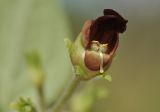 Image of taxon representative. Author is Лариса Крайник