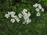 Anemonastrum narcissiflorum