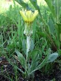 Scorzonera humilis. Цветущее растение. Окр. Смоленска, долина безымянного ручья. 21.05.2011.