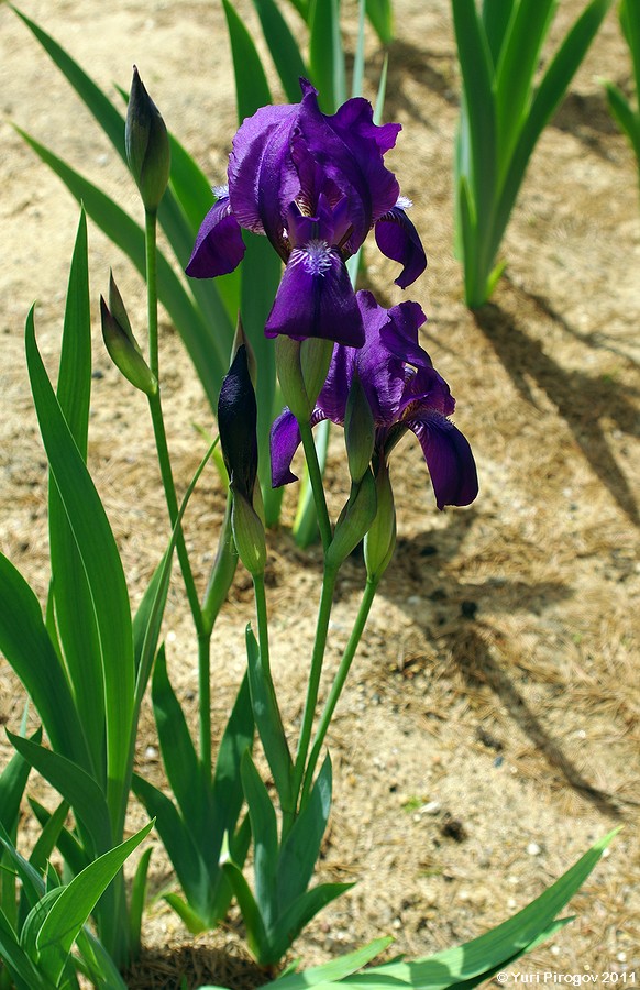 Image of Iris aphylla specimen.