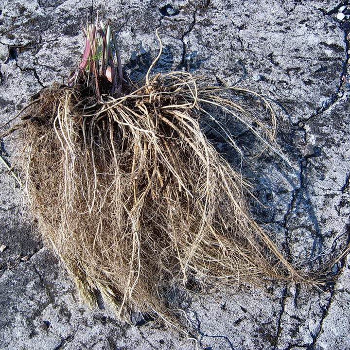 Image of Polemonium caeruleum specimen.