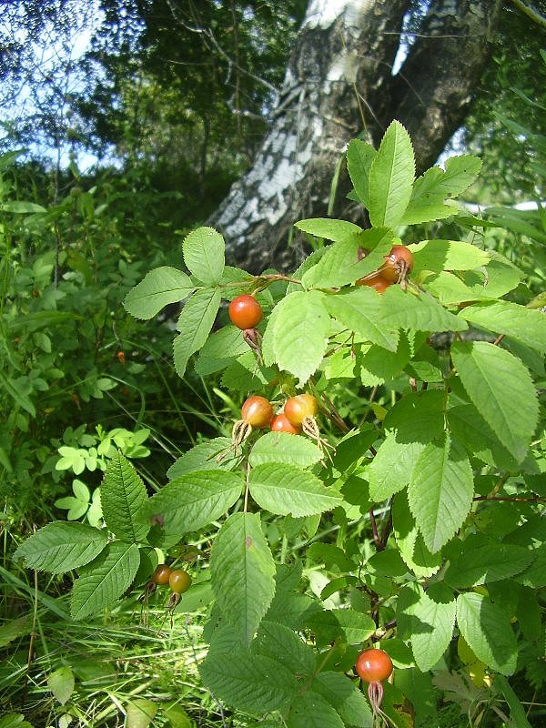 Изображение особи Rosa cinnamomea.