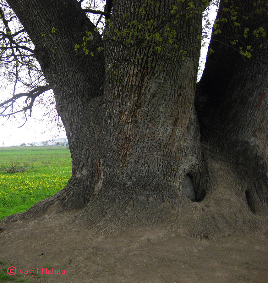 Изображение особи Quercus robur.