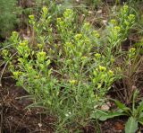 Meniocus linifolius. Цветущее и плодоносящее растение. Татарстан, Бугульминский р-н. 11.06.2011.