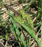 Carex nigra