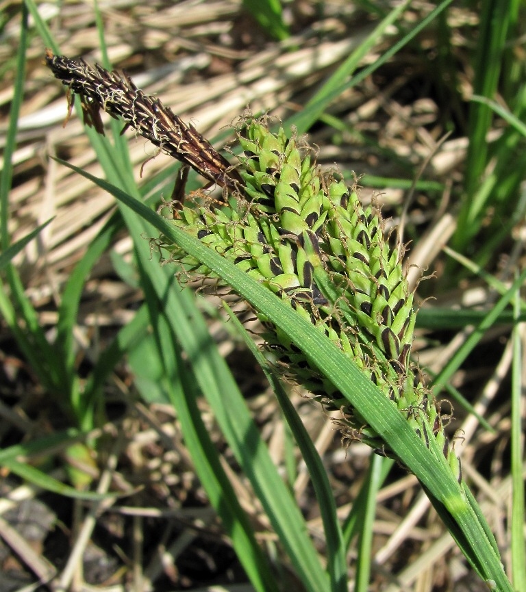 Изображение особи Carex nigra.