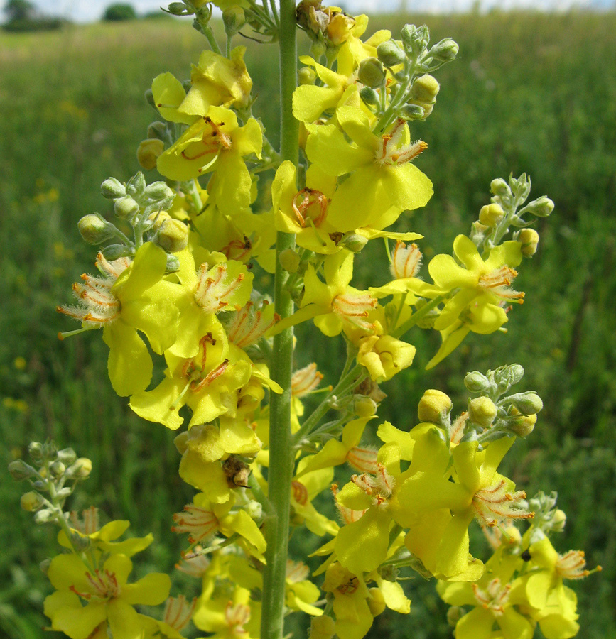 Изображение особи Verbascum lychnitis.