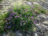 Astragalus subpolaris