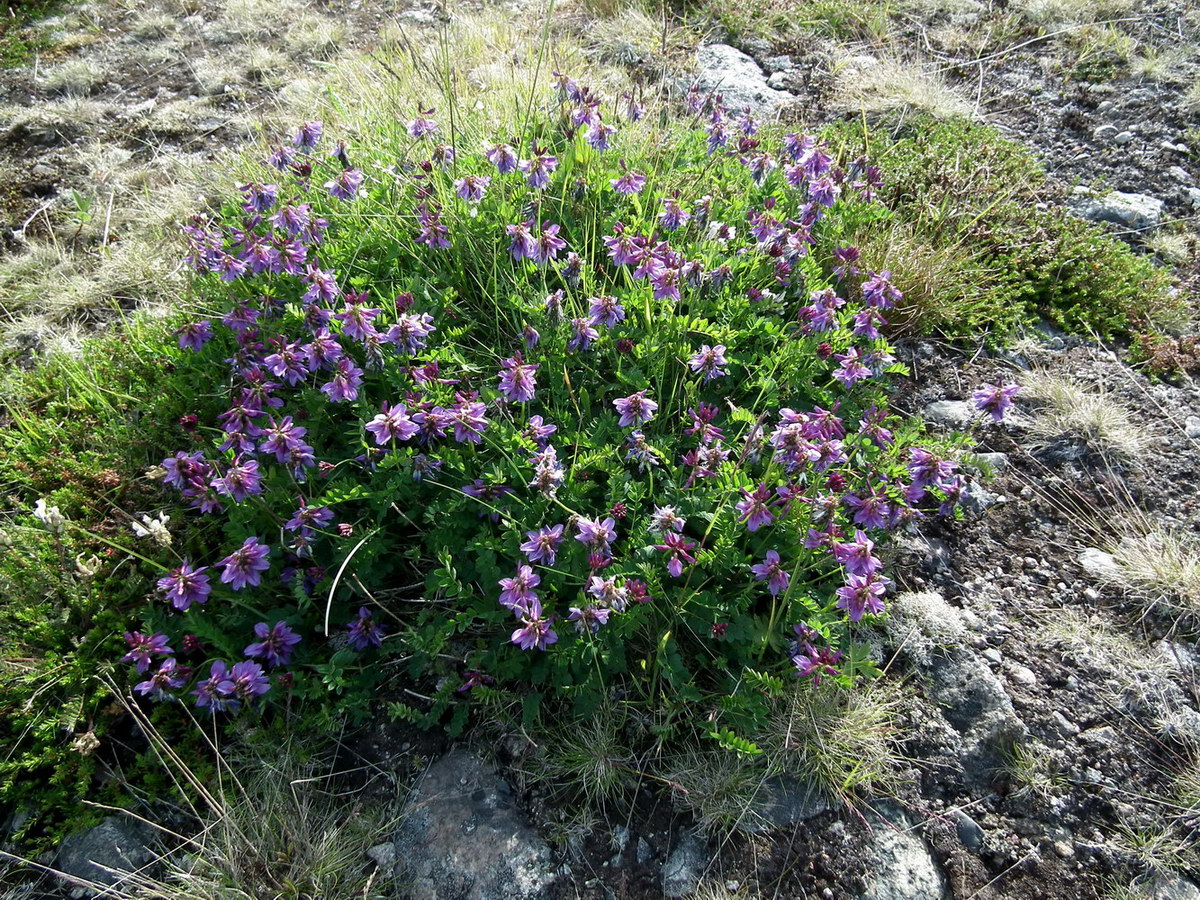 Изображение особи Astragalus subpolaris.