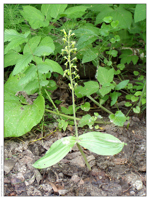 Изображение особи Listera ovata.