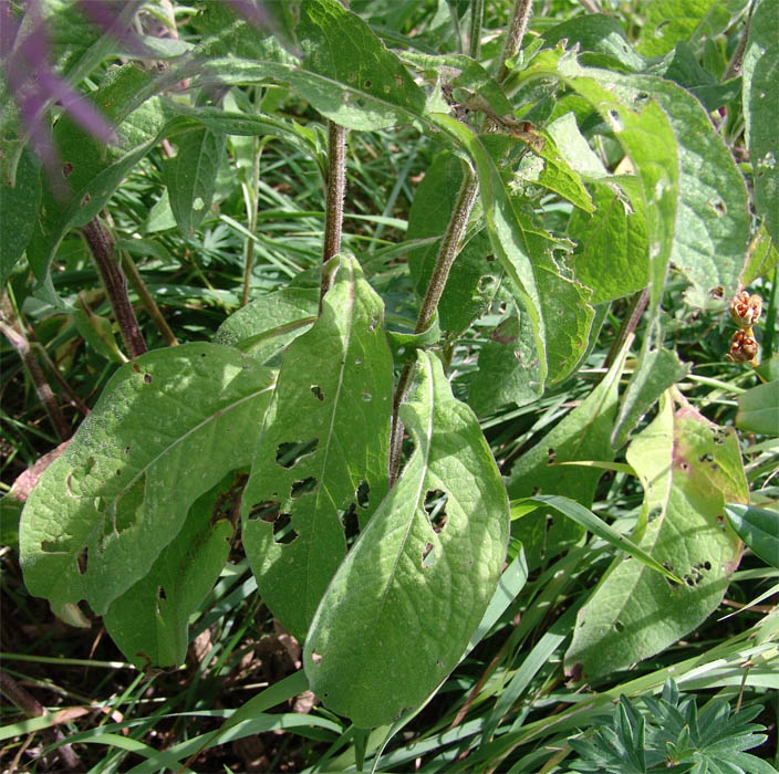 Image of Centaurea abnormis specimen.