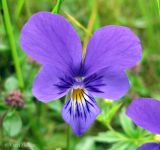 Viola declinata